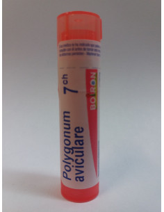 POLYGONUM AVICULARE 7CH - GRANULOS